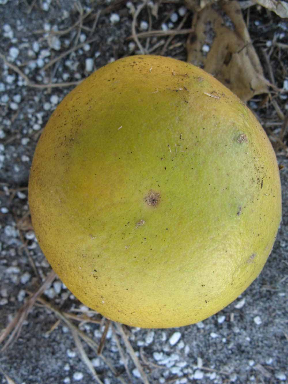            Fruit (Winter Haven, FL)   